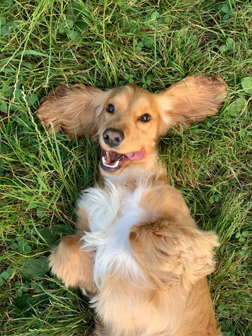 A dog after dog grooming services in Morristown, NJ